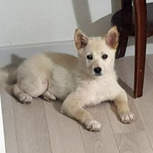 강아지 실종 진돗개 경기도 광주시