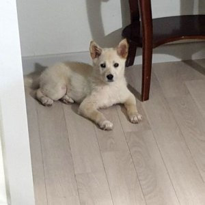 강아지를 찾습니다 강아지 전단지
