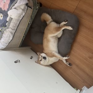 강아지 실종 시바 경상남도 김해시