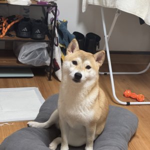 강아지를 찾습니다 강아지 전단지