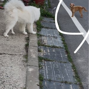 강아지 목격 믹스견 인천광역시 옹진군