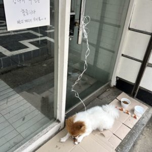 강아지 목격 포메라니언 서울특별시 중랑구