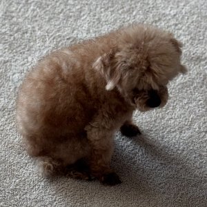 강아지를 찾습니다 강아지 전단지
