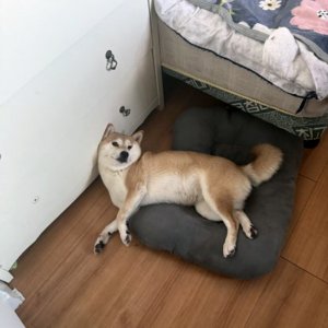강아지 실종 시바 경상남도 김해시
