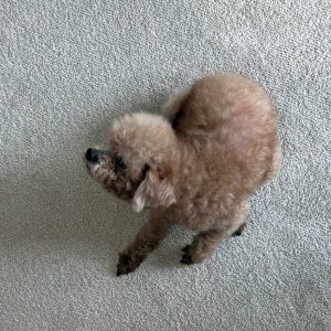강아지 실종 푸들 서울특별시 성북구