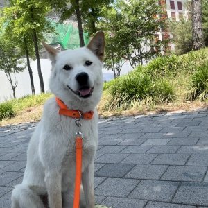 강아지 실종 진돗개 대전광역시 유성구