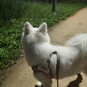 강아지를 찾습니다 강아지 전단지