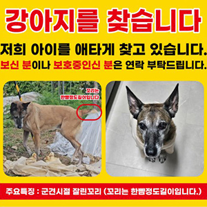 강아지 실종 벨지언세.. 경기도 양평군