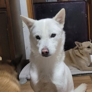 강아지 실종 진돗개 경상남도 거창군