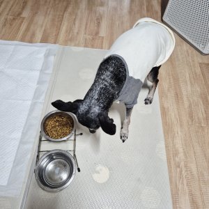 강아지를 찾습니다 강아지 전단지