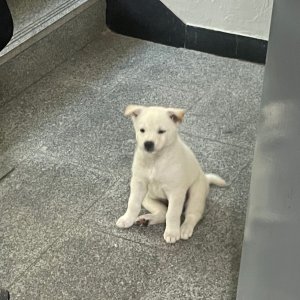 강아지 구조 믹스견 경기도 안산시 상록구