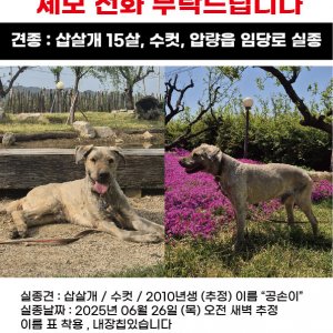 강아지 실종 삽살개 경상북도 경산시