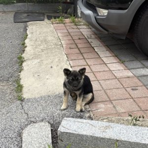 강아지 주인을 찾습니다 강아지 전단지