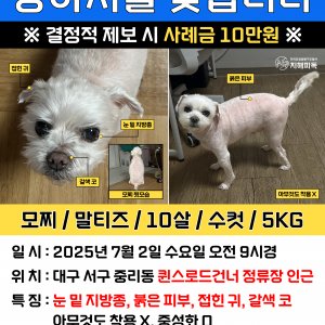 강아지 실종 말티즈 대구광역시 서구