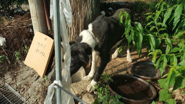 강아지를 찾습니다 강아지실종신고,보호,목격신고 : 동물보호센터