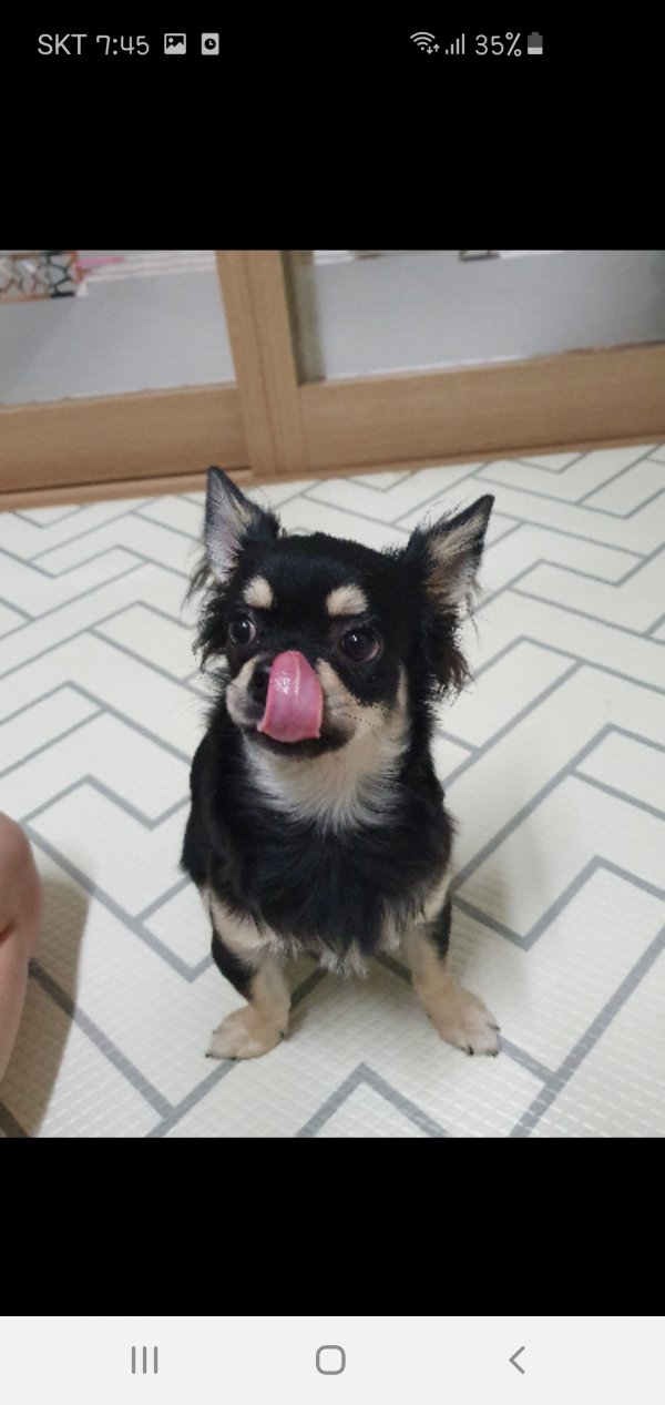 강아지 주인을 찾습니다, 치와와, 수컷, 1살, 대전광역시 유성구 봉명동 세움펠리시아 근처 정림스토아에서 구조 강아지 주인을 찾습니다, 치와와... 