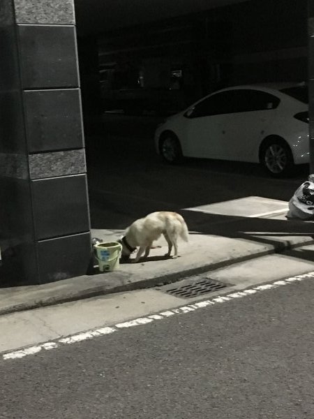 강아지를 찾습니다 강아지실종신고,보호,목격신고 : 동물보호센터