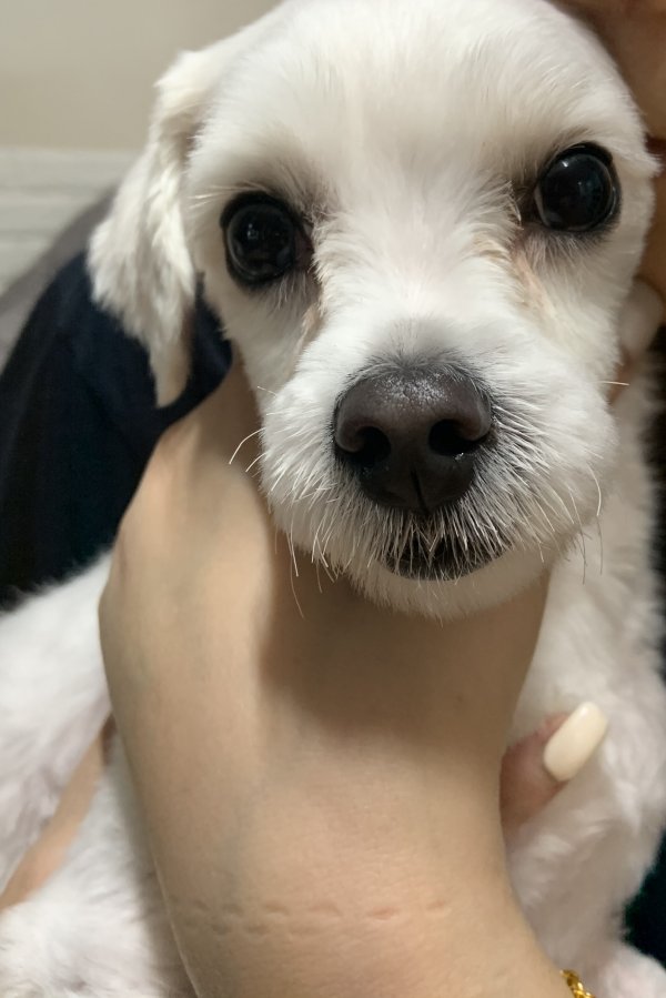 강아지 주인을 찾습니다, 말티즈, 수컷, 나이모름, 경기도 의정부시 가능동 가능프라자 골목길에서 구조 강아지 주인을 찾습니다, 말티즈, 수컷... 