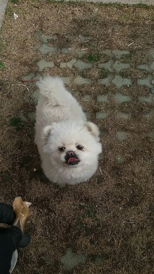 강아지를 찾습니다 강아지실종신고,보호,목격신고 : 동물보호센터