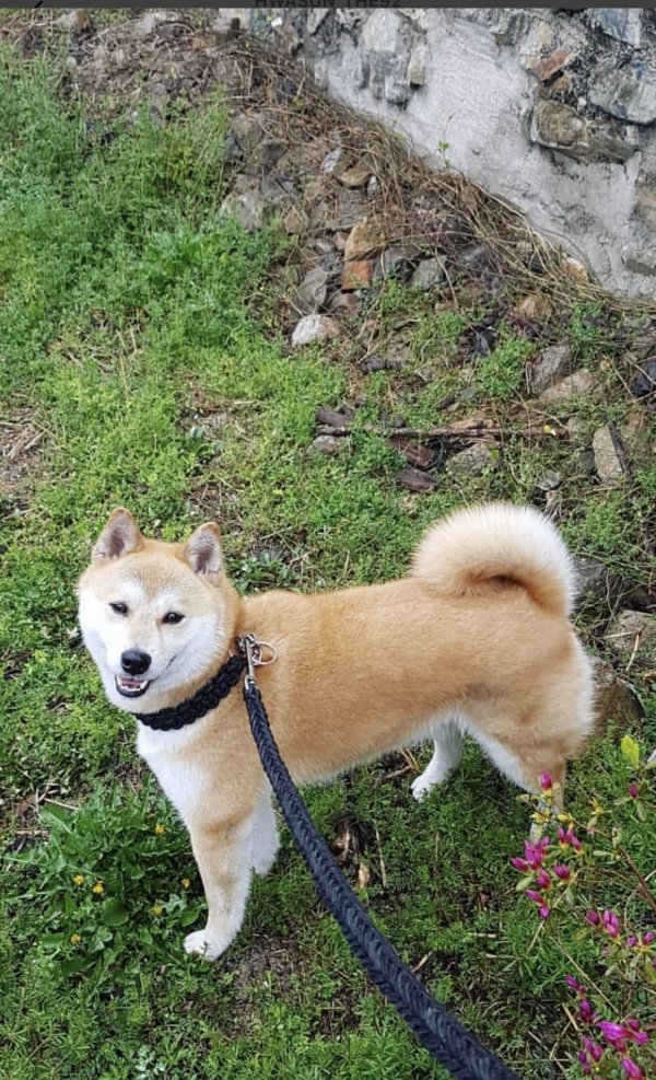 강아지를 찾습니다 강아지실종신고,보호,목격신고 : 동물보호센터