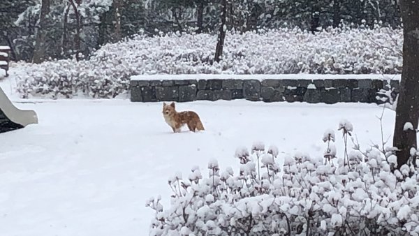 강아지를 찾습니다 강아지실종신고,보호,목격신고 : 동물보호센터