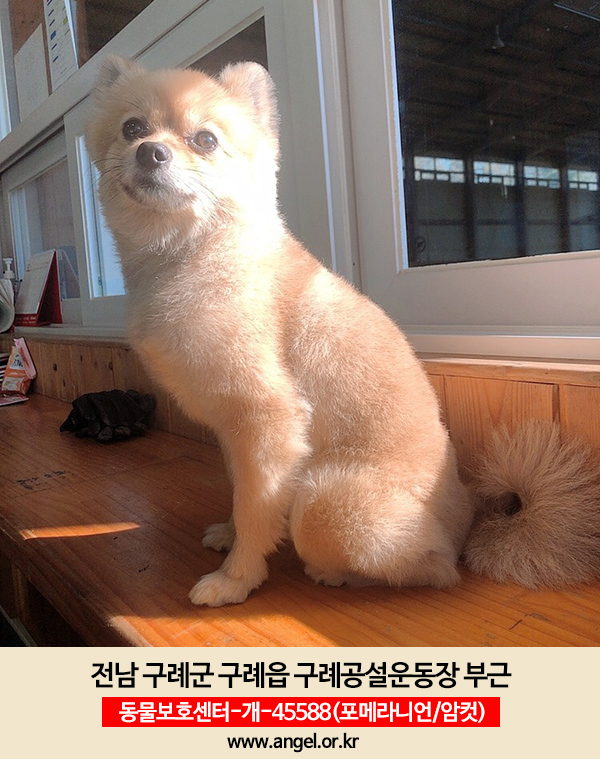 강아지를 찾습니다, 포메라니언, 암컷, 5살, 전라남도 구례군 구례공설운동장 내 지리산둘레길 구례센터 옆 화장실 앞에서 실종 강아지를... 
