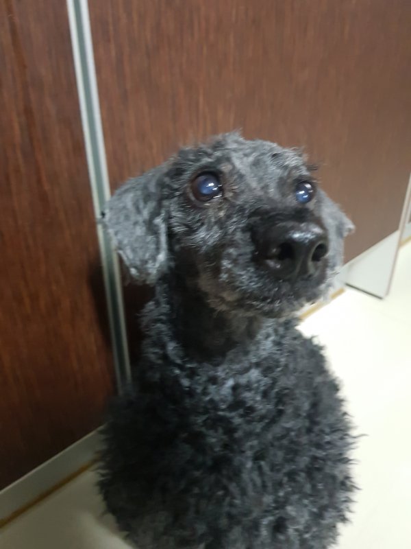 강아지를 찾습니다, 푸들/미디엄푸들, 수컷, 14살, 경상북도 구미시 선산읍 교리방면에서 실종 강아지를 찾습니다, 푸들/미디엄푸들, 수컷... 