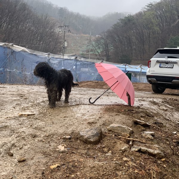 강아지를 찾습니다 강아지실종신고,보호,목격신고 : 동물보호센터