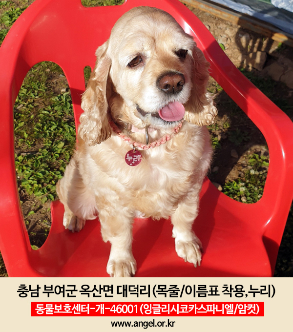 강아지를 찾습니다, 잉글리시코커스패니얼, 암컷, 5살, 충청남도 부여군 옥산면 대덕리 집에서 실종