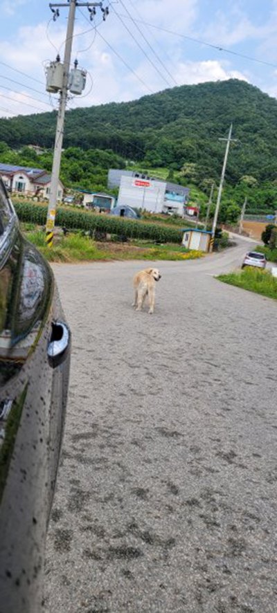 강아지를 찾습니다 강아지실종신고,보호,목격신고 : 동물보호센터