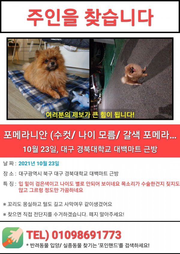 강아지를 찾습니다 강아지실종신고,보호,목격신고 : 동물보호센터