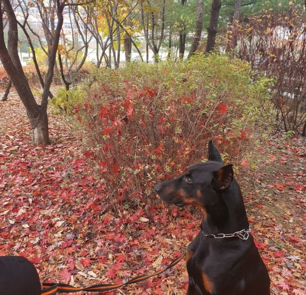 강아지를 찾습니다 강아지실종신고,보호,목격신고 : 동물보호센터