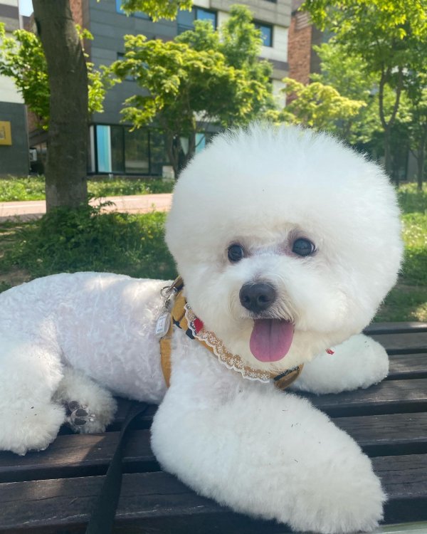 강아지를 찾습니다 강아지실종신고,보호,목격신고 : 동물보호센터