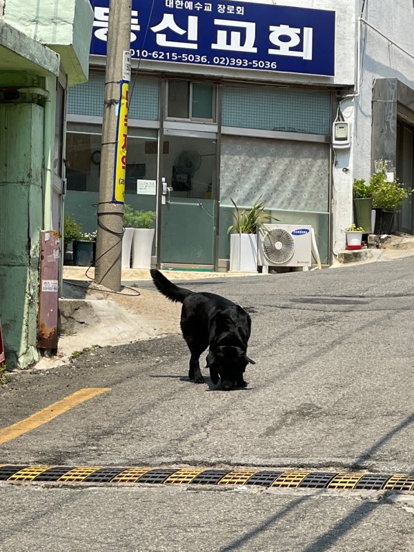 강아지를 찾습니다 강아지실종신고,보호,목격신고 : 동물보호센터