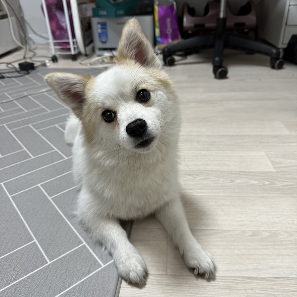 강아지 주인을 찾습니다, 믹스견, 암컷, 나이모름, 서울특별시 중랑구 면목역 바바라헤어샵, 나윤빌라 2차 부근에서 구조 강아지 주인을 찾습니다... 