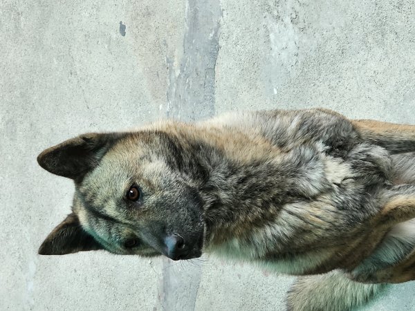 강아지를 찾습니다 강아지실종신고,보호,목격신고 : 동물보호센터
