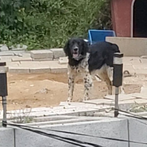 강아지를 찾습니다 강아지실종신고,보호,목격신고 : 동물보호센터