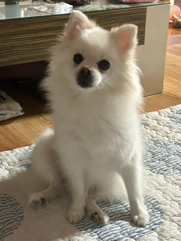 강아지를 찾습니다, 포메라니언, 암컷, 8살, 경상남도 진주시 하대동 주변에서 실종 강아지를 찾습니다, 포메라니언, 암컷, 경상남도 진주시... 