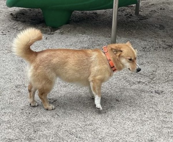 강아지를 찾습니다 강아지실종신고,보호,목격신고 : 동물보호센터