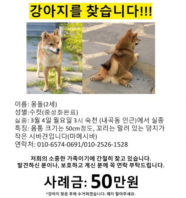 강아지를 찾습니다 강아지실종신고,보호,목격신고 : 동물보호센터