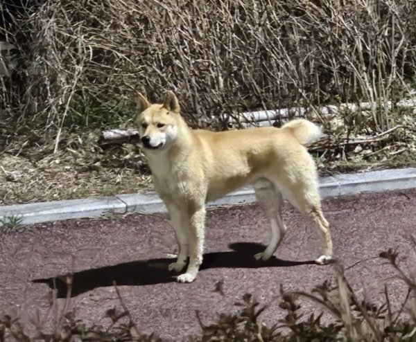 부근에서 목격 강아지 주인을 찾습니다, 믹스견, 시바 진돗개 믹스, 성별모름, 울산광역시 울주군 울산역 근처 금아드림팰리스 산책로 부근, 목격신고