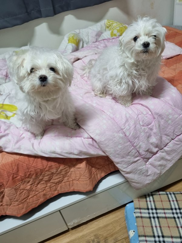 수컷, 10살, 인천광역시 연수구 청능대로 53번길 8에서 실종 강아지를 찾습니다, 말티즈, 수컷, 인천광역시 연수구 청능대로 53번길 8, 실종신고