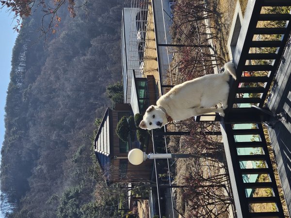 강아지를 찾습니다 강아지실종신고,보호,목격신고 : 동물보호센터