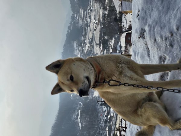 강아지를 찾습니다 강아지실종신고,보호,목격신고 : 동물보호센터