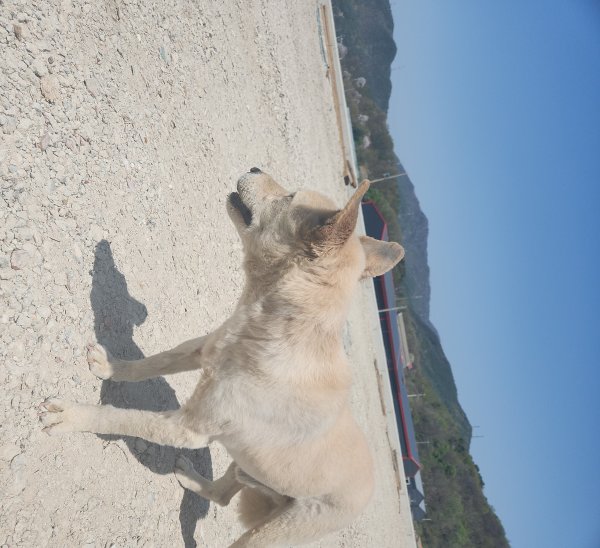 강아지를 찾습니다 강아지실종신고,보호,목격신고 : 동물보호센터