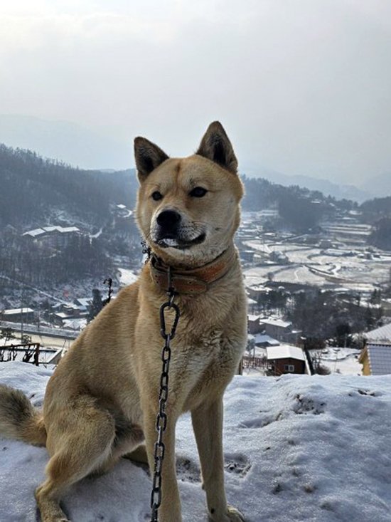 강아지를 찾습니다 강아지실종신고,보호,목격신고 : 동물보호센터