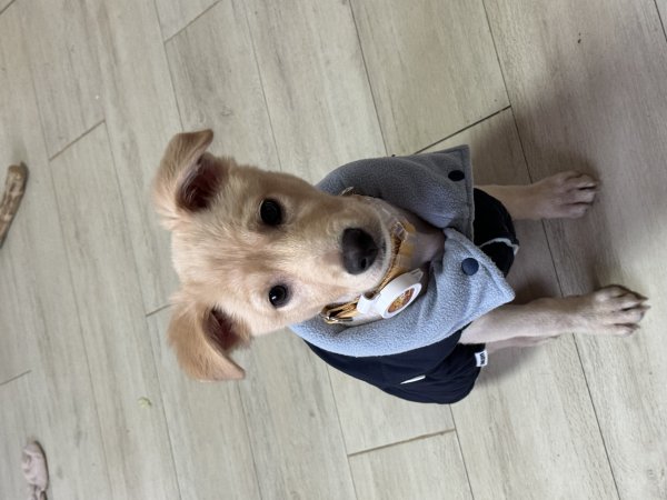 강아지를 찾습니다 강아지실종신고,보호,목격신고 : 동물보호센터