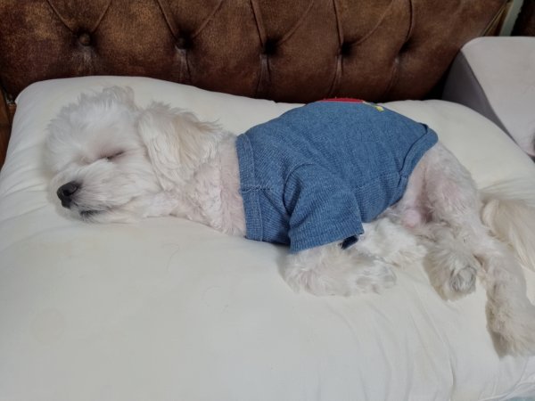 강아지를 찾습니다 강아지실종신고,보호,목격신고 : 동물보호센터