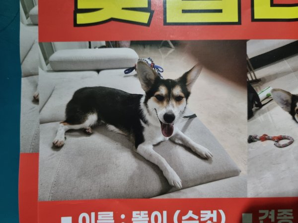 강아지를 찾습니다 강아지실종신고,보호,목격신고 : 동물보호센터