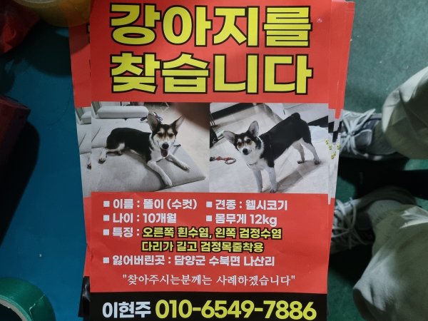 강아지를 찾습니다 강아지실종신고,보호,목격신고 : 동물보호센터
